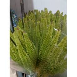 Eremurus Hol. Moneymaker 90cm (25cm flor)