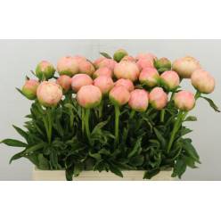Peonia Hol. Kings Day 60cm