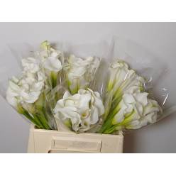 Calla White Mambo 40cm