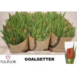 Tulipan Hol. Goalgetter 30cm Rj