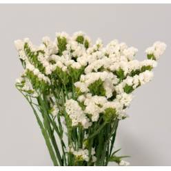 Statice Nac. Blanco 70cm (7 Dias - 2�)