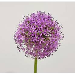 Allium Gladiator 90cm (7 Dias - 2�)