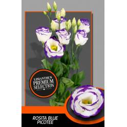 Lisiantus Hol. Excal Blu Pico 70cm 50gr "Waalzicht" (7 Dias - 2�
