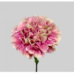 Clavel Hol. 60cm Antigua Bic (7 Dias - 2�)