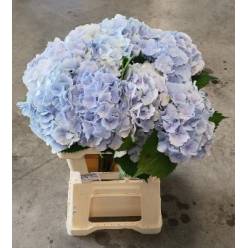 Hortensia Hol. Verena Azul 60cm �16/18cm (7 Dias - 2�)