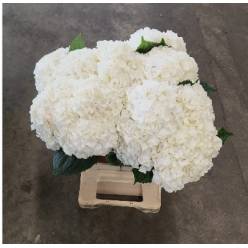 Hortensia Hol. Allure 60cm �18/20 (7 Dias - 2�)