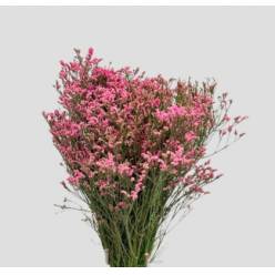 Limonium Nac. Hibrido Rosa 80cm "T25" (7 Dias - 2�)