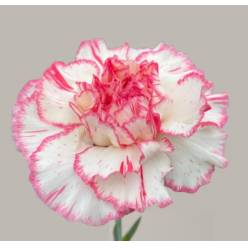 Clavel Col. Fancy Sonatina Bic. (7 Dias - 2�)