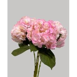 Hortensia Jumbo Tint Pink 60cm �19/20 (7 Dias - 2�)