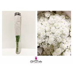 Paniculata Ecu. Xlence Bouquet "T20" (7 Dias - 2�)