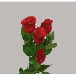 Ramificada Roseberry 50cm (7 Dias - 2�)