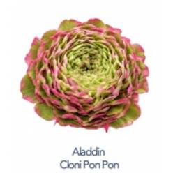 Ranunculos Ecu. Aladdin Pon Pon 40cm (7 Dias - 2�)