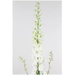 Delphinium Dew Siberia 80cm "T5" (7 Dias - 2�)