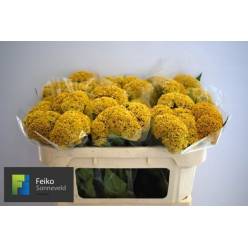 Celosia Cresta Reprise Gold 65cm (7 Dias - 2�)