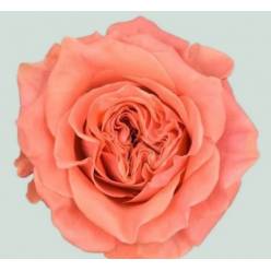 Rosa Hol. Blushing Reeva 50cm (7 Dias - 2�)