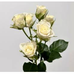 Ramificada Snowflake 50cm (7 Dias - 2�)