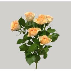 Ramificada Sancerre 50cm (7 Dias - 2�)