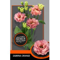 Lisiantus Hol. Sabrina Orange 70cm 55gr "Waalzicht" (7 Dias - 2�