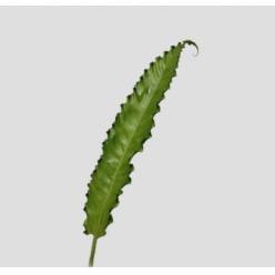 Helecho Osaka 50cm (7 Dias - 2�)