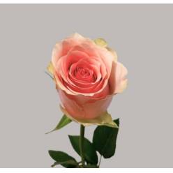 Rosa Hol. Tango 50cm Rs. (7 Dias - 2�)