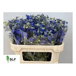 Delphinium Hol. Bd Volkerfrieden 60cm "T10" (7 Dias - 2�)