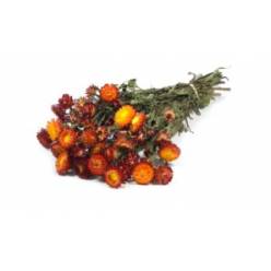 Helichrysum Seco Natural Rojo 50cm 80g