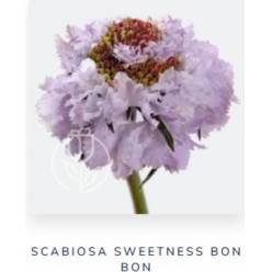 Scabiosa Ecu. Sweetness Bon Bon 70cm