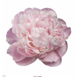 Peonia Hol. Nick Shaylor 55cm Rs. "AA"
