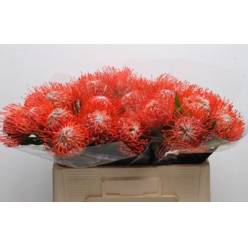 Protea Nutans Tango 50cm Rj.