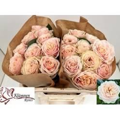 Rosa Hol. Love Fountain 40cm Peach