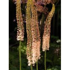 Eremurus Hol. Romance 90cm (30cm flor)
