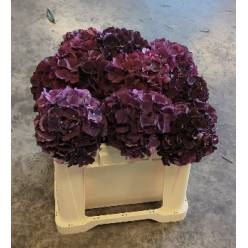 Hortensia Hol. Mag. Dark Ruby 50cm �14/16