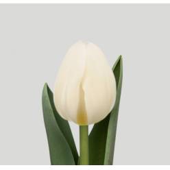 Tulipan Hol. Antarctica 38cm Bl.