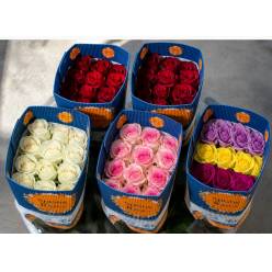 Rosa  Ecu. QB Mixto Spring Roses 60cm "T125"