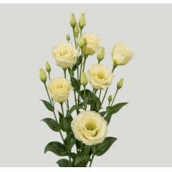 Lisiantus Hol. Rosi Yellow 65cm 55gr "Waalzicht"