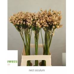 Nect Siculum Bulgar 70cm