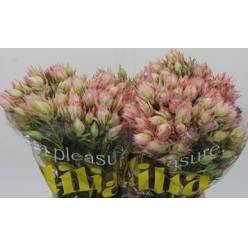 Safari  Bridal Pink 50cm