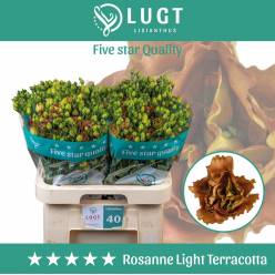 Lisiantus Hol. Rosanne Light Terracotta 70cm 55gr