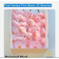 Phalaenopsis Tintada Rosa x25 flores