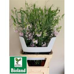 Lathyrus Latifolius White 80cm "T20"