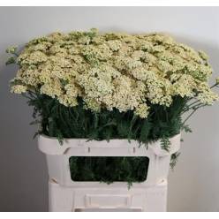 Achilea Hol. Creme Perfection 75cm (7 Dias - 2�)
