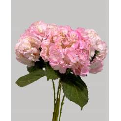 Hortensia Jumbo Light Pink 60cm �18/20 (7 Dias - 2�)