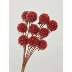 Scabiosa Italia Tintada Naranja 60cm (7 Dias - 2�)