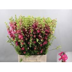 Delphinium Hol. Cons R Q Rose 80cm  (7 Dias - 2�)
