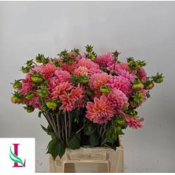 Dalia Hol. Lindas Baby 45cm Sal. "CC50" (7 Dias - 2�)