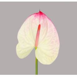 Anthurium Hol. Lybra Bic. �15  "CC10" (7 Dias - 2�)