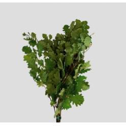 Roble Italia "Eichen" 60cm 300gr (7 Dias - 2�)