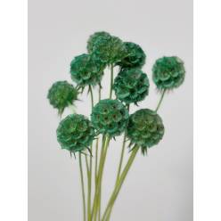 Scabiosa Italia Tintada Verde 60cm (7 Dias - 2�)