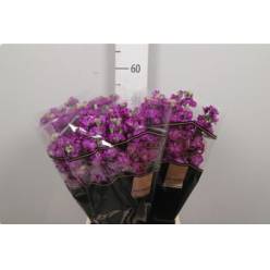 Aleli Hol. Impala Purple 55cm "T10"