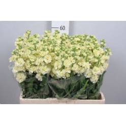 Aleli Hol. Impala Yellow 55cm "T10"
